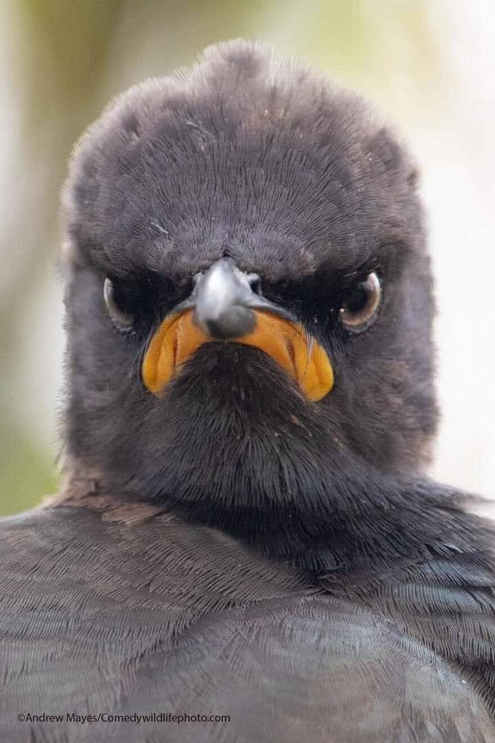 Angry bird without a smile, this image captures my expression when my beard disappeared